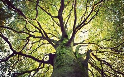 What is involved with removing a tree?