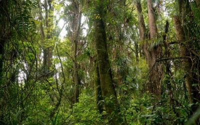 Rural subdivision- can bush protection work for you?