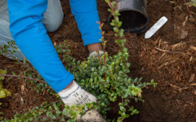 Revegetation planting and rural subdivision in Auckland