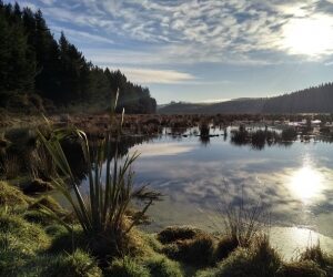 Wetlands- What’s changing and how does it affect you?